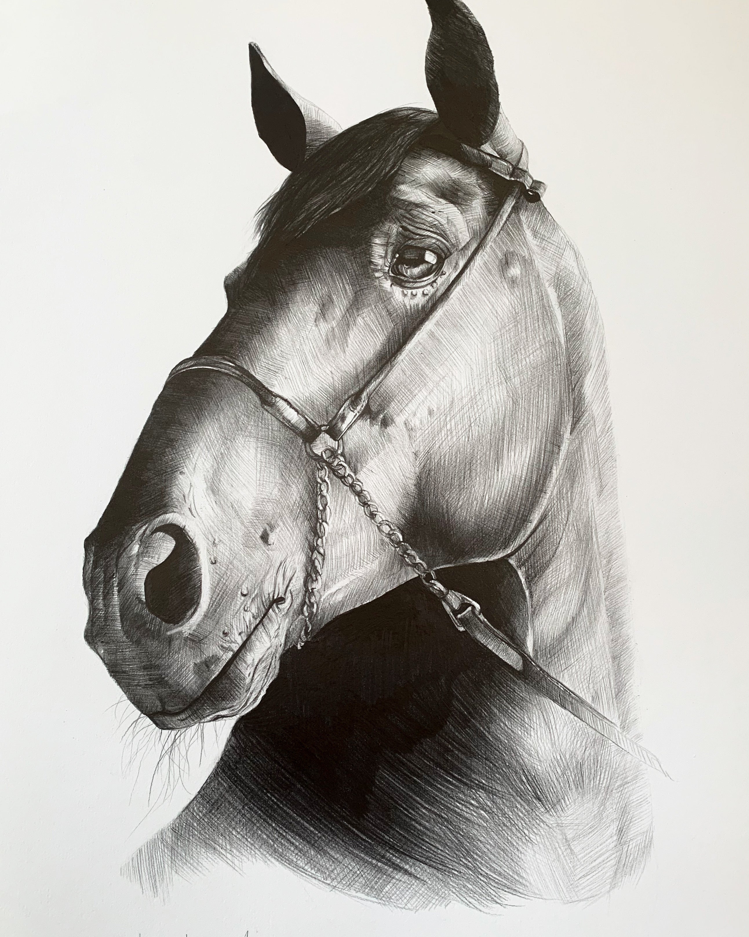‘Dark Lusitano’ Original Drawing